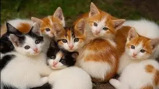 ANAK KUCING MEONG MEONG‼️ KUCING LUCU-LUCU KUCING JOGET‼️KUCING MEONG MEONG #kucinglucu
