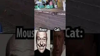 cat vs mouse