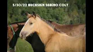 2022 Buckskin Sabino Colt - Darrahs Handsome Traveler x Love You More