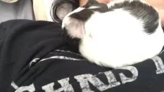 Why is my guinea pig breathing so fast???