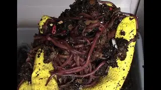 Awesome Worm Party! Worm Bin 2 - Two More Feedings