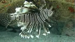 The Superb Lion Fish 