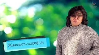 Жимолость каприфоль.  Удивительная лиана.