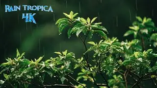 🍃 Tropical Rainfall & Gentle Piano 🎹 | Calm Nature Live for Study, Focus, Meditation & Inner Peace