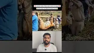 7-Year-Old Male Tiger Found Dead in Ooty Tea Estate 😢🐅 | Nilgiris Tiger video #shorts #tiger