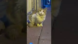 #cat #cute #animation #chat #kitten #channel #kedi #cricket #funny #animals #funnycats #cr7 #love