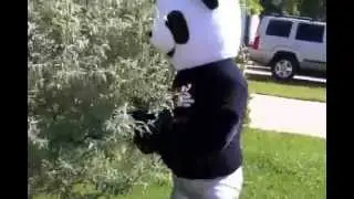Spandex Panda with some Arashi-do training