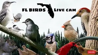 LIVE ✨ FLORIDA Bird Feeder Cam ☁️ SUNDAY Birds, Squirrels, Nature Sounds #cattv #live #birdfeeder
