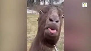 Funny Animal| videos| dog| cat| fish| watch| laugh| Birds| Rat| Learn and Fun| Happy| Relax| Music|