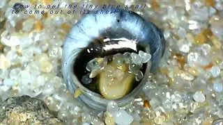 The fascinating life of the Blue Periwinkle! 🐚 #Periwinkle #Snails #Intertidal