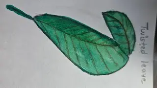 Twisted leave drowing🌿 and water colore painting @shrutisss 