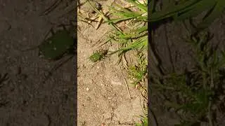 Ferocious little Green Tiger Beetle on the path