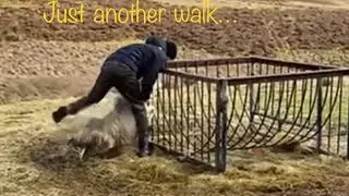 Saving Sheep, Discovering Circular structure and arguing with a farmer live