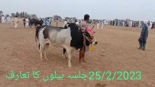بیلوں کا تعارف جلسہ لیٹیBull introduction  race laty Talagang 25/02/2023|Imtiaz tv Talagng