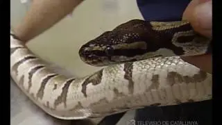 Problemas respiratorios en serpiente - Cap&iacute;tulo 28 Veterinaris TV3
