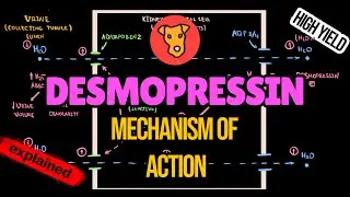 Механизм действия ДЕСМОПРЕССИНА. Побочные эффекты. Объяснение.