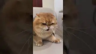 The Cutest Kitten&hellip; with the Spiciest Temper!🔥🐱#cat #adorable #funny