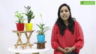 Best Office plants - Cute Shade Loving Table Top / Office Desk Plants | nurserylive