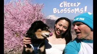 THE BEST SAKURA PARK FOR HANAMI IN JAPAN
