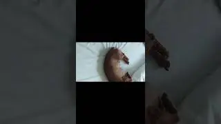 Pawsitively Adorable: My Cute Brown Doggie! #puppy #cutie