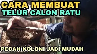 Cara membuat telur calon ratu trigona / klanceng
