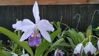 11 Cattleya Warscewiczii Coerulea