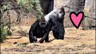 Silverback gorilla getting closer to Frala