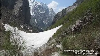 Valley of flowers