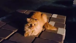 Farm cats need snuggles at night too