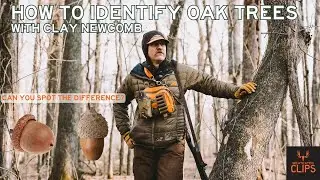 Oak Tree Identification with Clay Newcomb