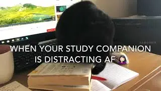 Toothless the cat fights a pen