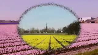 Bollenstreek Holland The Netherlands - Spring