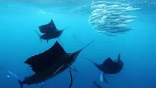 大西洋バショウカジキ Sailfish feeding in Mexico