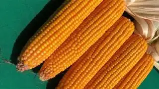 STRIP TILL  season 2018