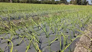 Mulching paper , mulching paper garlic farming , mulching paper lasun farming 