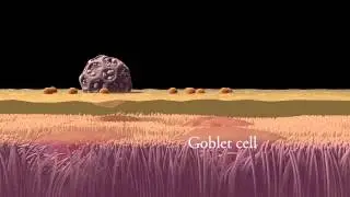 Mucociliary clearance