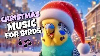 Christmas Music for Your Bird🎄 | Budgie Parakeet Lovebird & Cockatiel Sounds