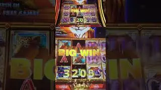 Nice Line Hit on Cats Wild Serengeti! #slot #casino #slotmachine