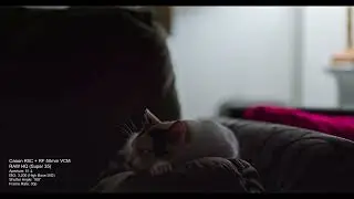 Canon R5C RAW Low Light Test (CLog2)