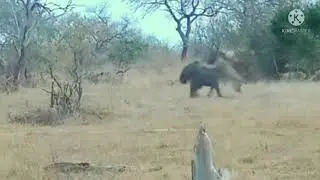 Dark mane Avoca attacks elephant