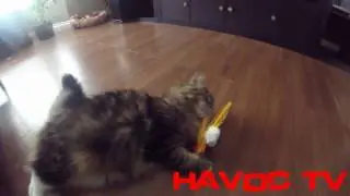 Havoc TV - YOUTUBER GETS ATTACKED BY VICIOUS CAT!!! **Cuteness Alert**