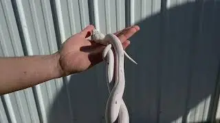 1/13/26 GC Cow Reticulated Python Male