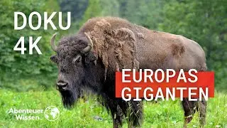 Könige Europas - Die Mächtigsten Landsäugetiere des Kontinents | Doku 4K | Deutsch