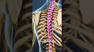 Thoracic Herniated Disc