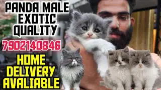 🐈TOM COLOUR PERSIAN CAT FOR SALE &bull; TRIPLE COAT PERSIAN KITTEN 🐾#trending #viral 