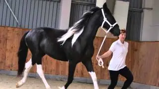 BAROCK PINTO KEURING IN THE CZECH REPUBLICK - CLARINDA