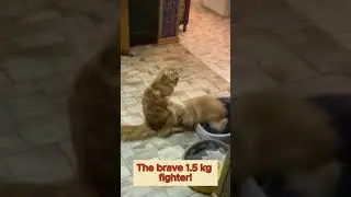 Unequal Fight: Syrok vs Perseus 🐾 #shorts# petlife#TheSyrokShow