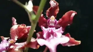 Oncidium Sharry Baby, transplante y bolsitas de abono.
