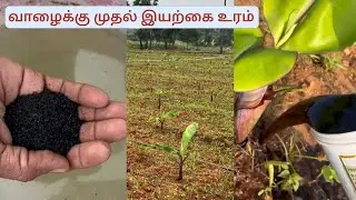வாழைக்கு முதல் இயற்கை உரம் / First organic fertilizer for Red Banana