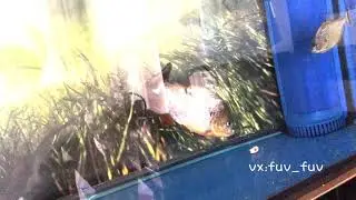 pygocentrus Cariba VS Rhombeus Xingu Diamond